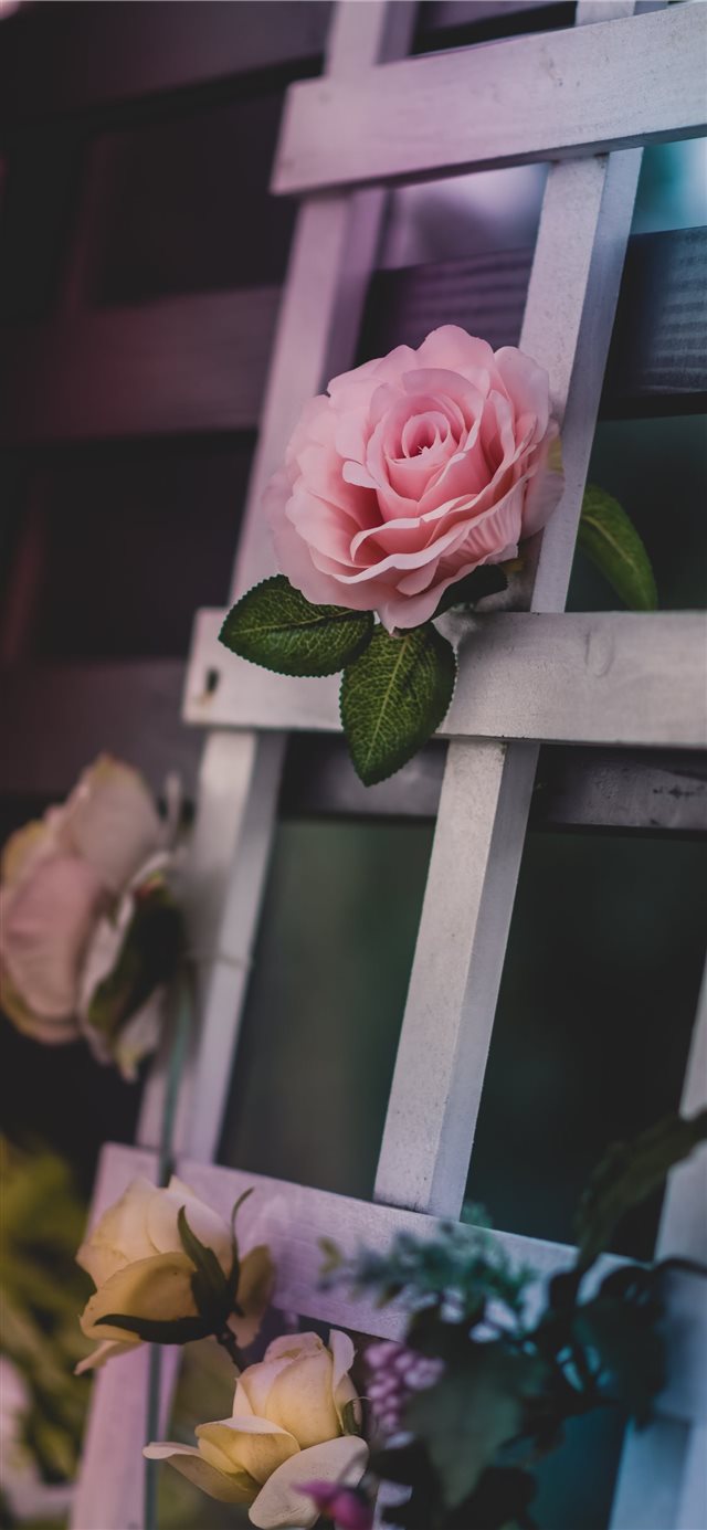 pink petaled flower iPhone X wallpaper 