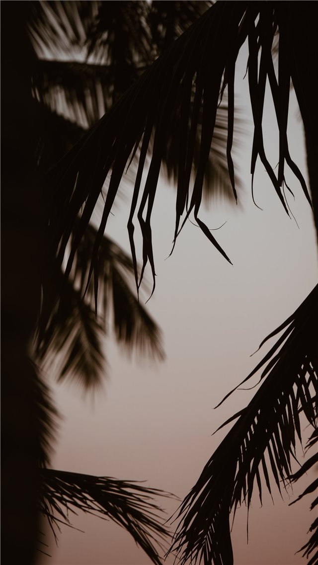 silhouette of coconut trees iPhone 8 wallpaper 