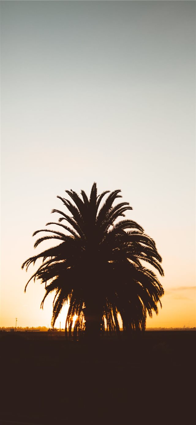 silhouette photo of palm tree during golden hour iPhone X wallpaper 