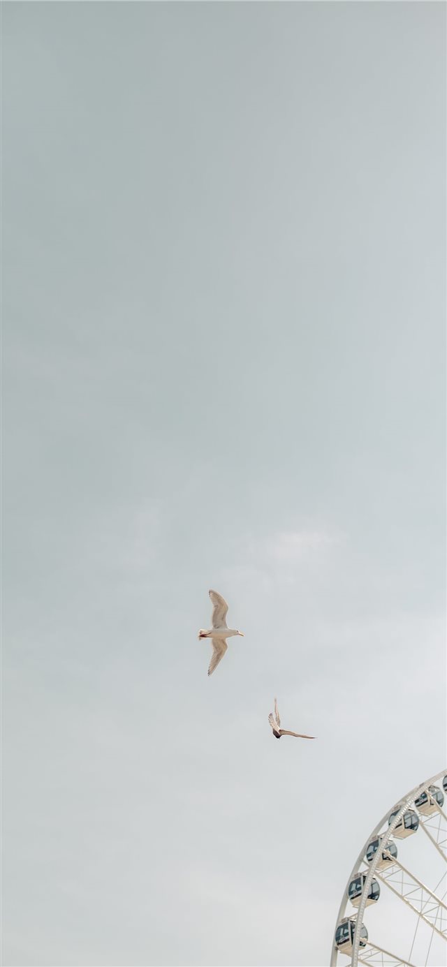 two birds on flight iPhone X wallpaper 