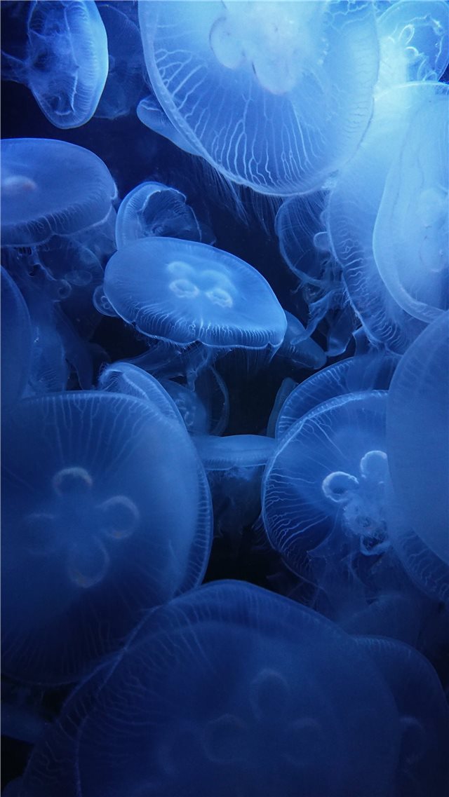underwater photography of jellyfish iPhone 8 wallpaper 