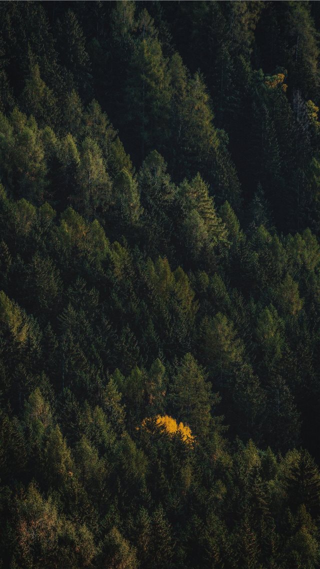 black and brown trees painting iPhone SE wallpaper 