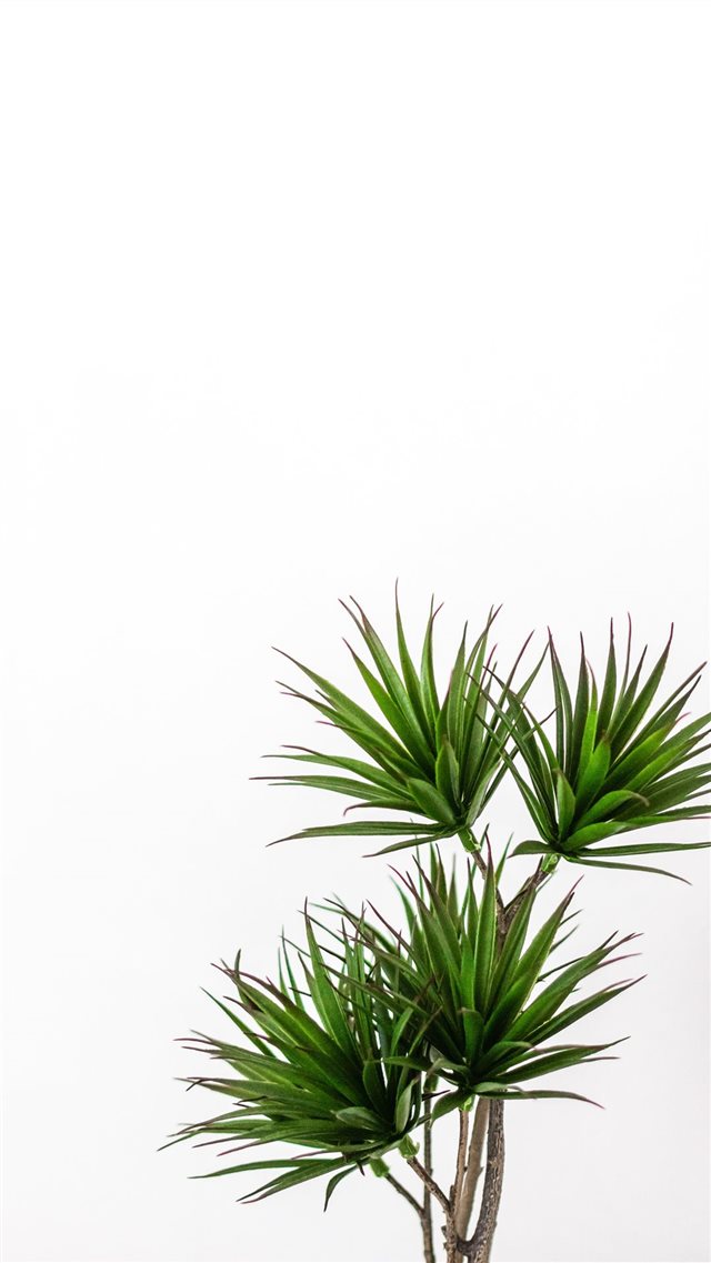 green palm plant iPhone 8 wallpaper 