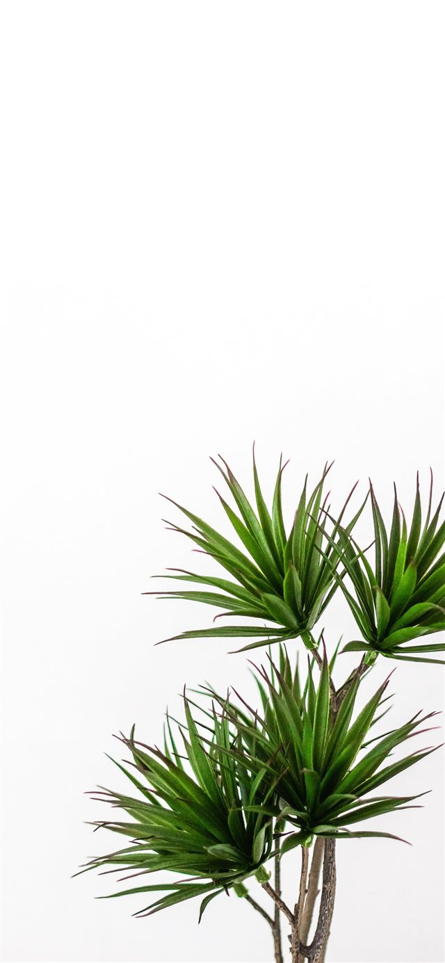green palm plant iPhone X wallpaper 
