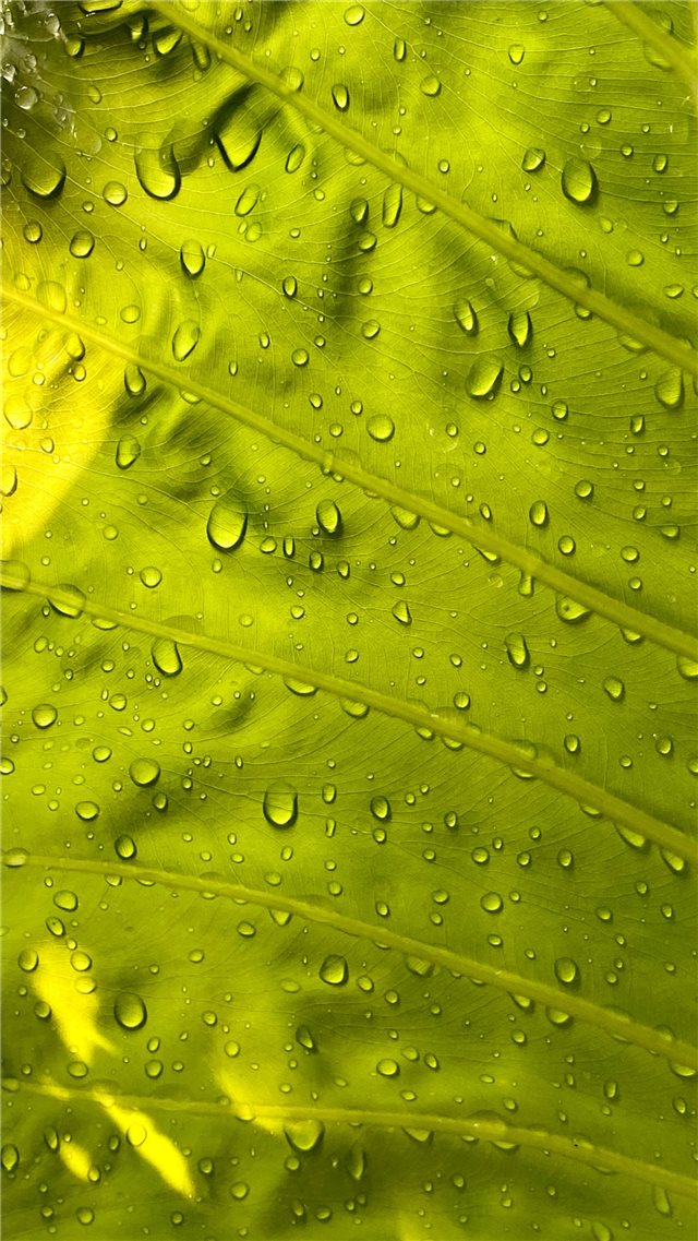 water drops on green leaf iPhone 8 wallpaper 