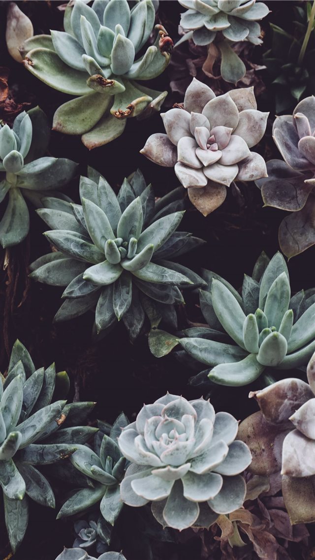 assorted color succulent plant lot iPhone 8 wallpaper 