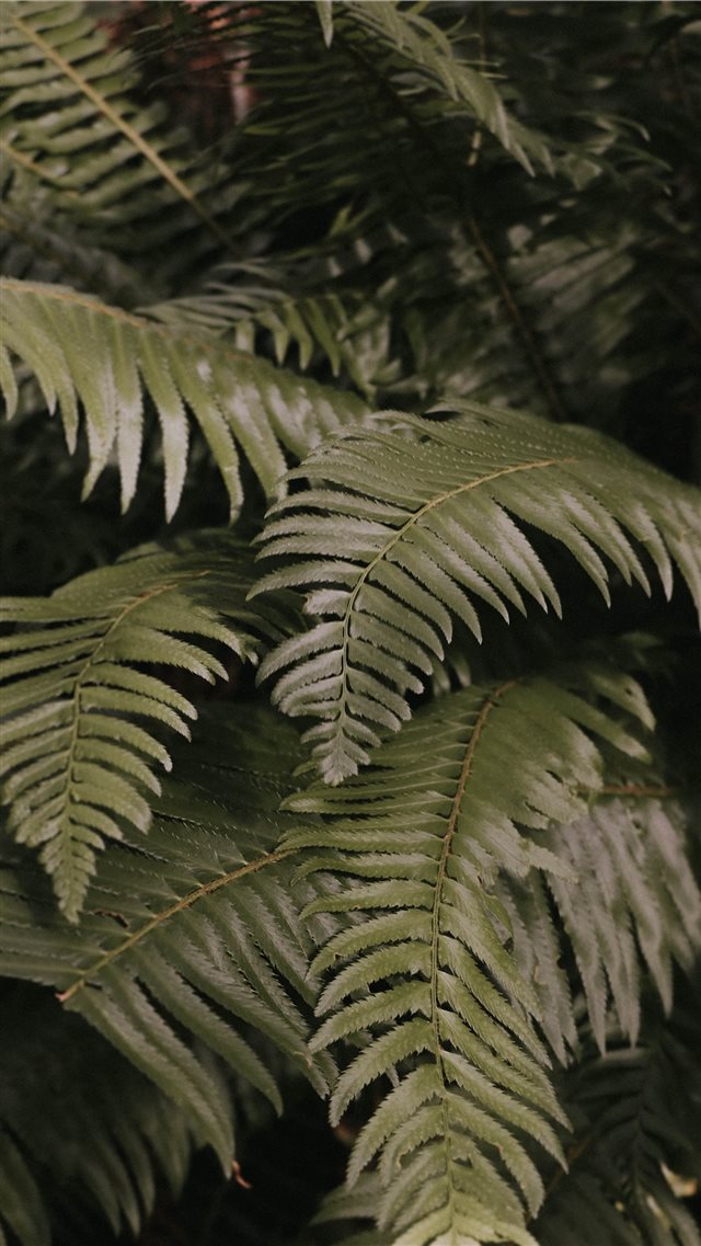green fern plant iPhone 8 wallpaper 