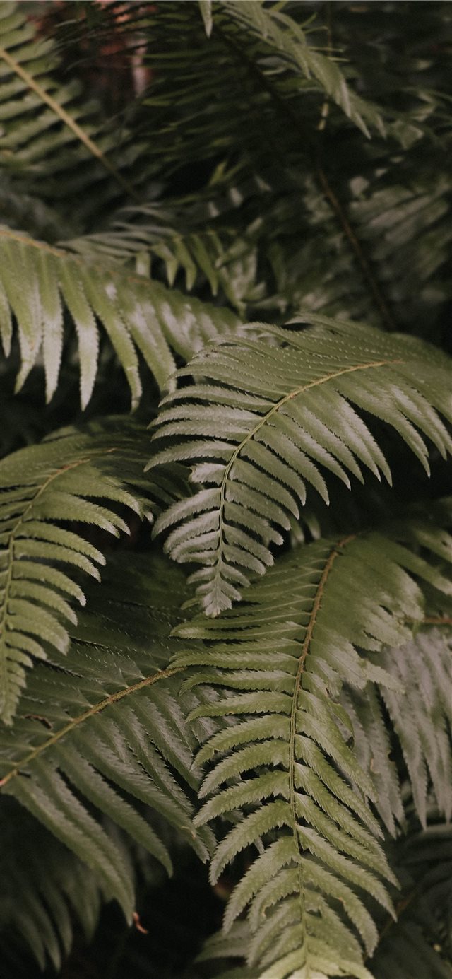 green fern plant iPhone X wallpaper 