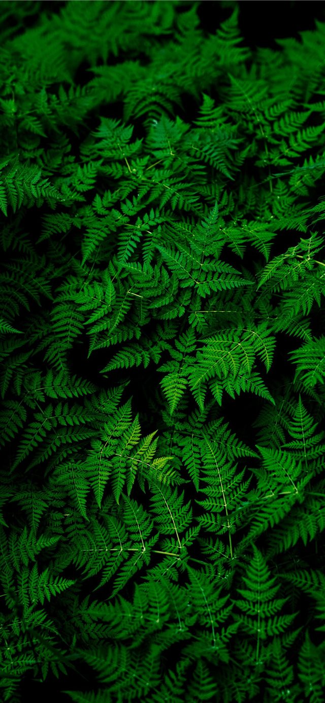 photo of green fern plant iPhone X wallpaper 