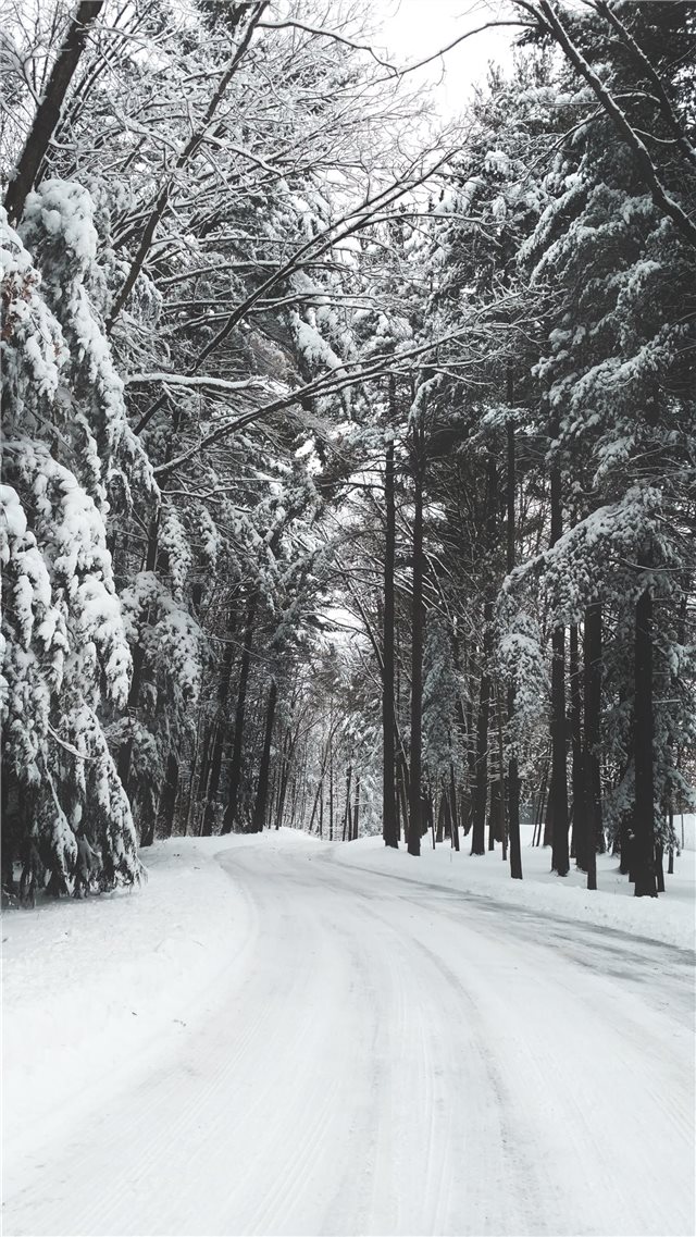 road surrounded by trees during winter iPhone 8 wallpaper 