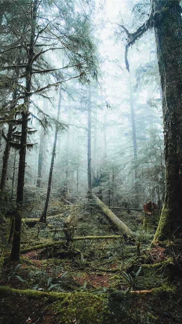 tall trees covered with fog iPhone 8 wallpaper 