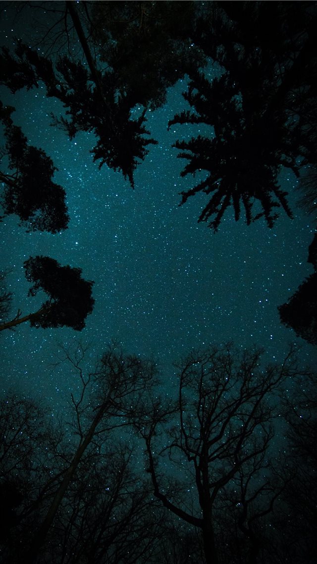trees under starry sky iPhone 8 wallpaper 