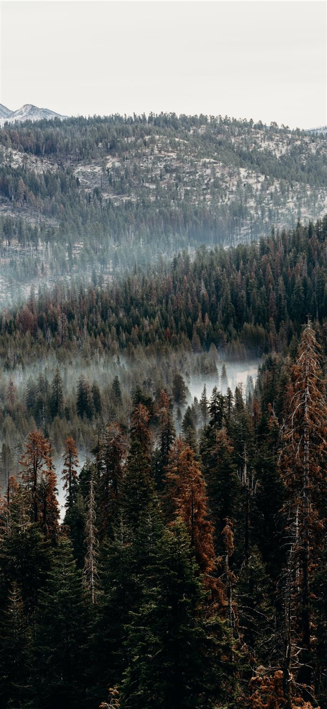 aerial view of pine trees iPhone X wallpaper 