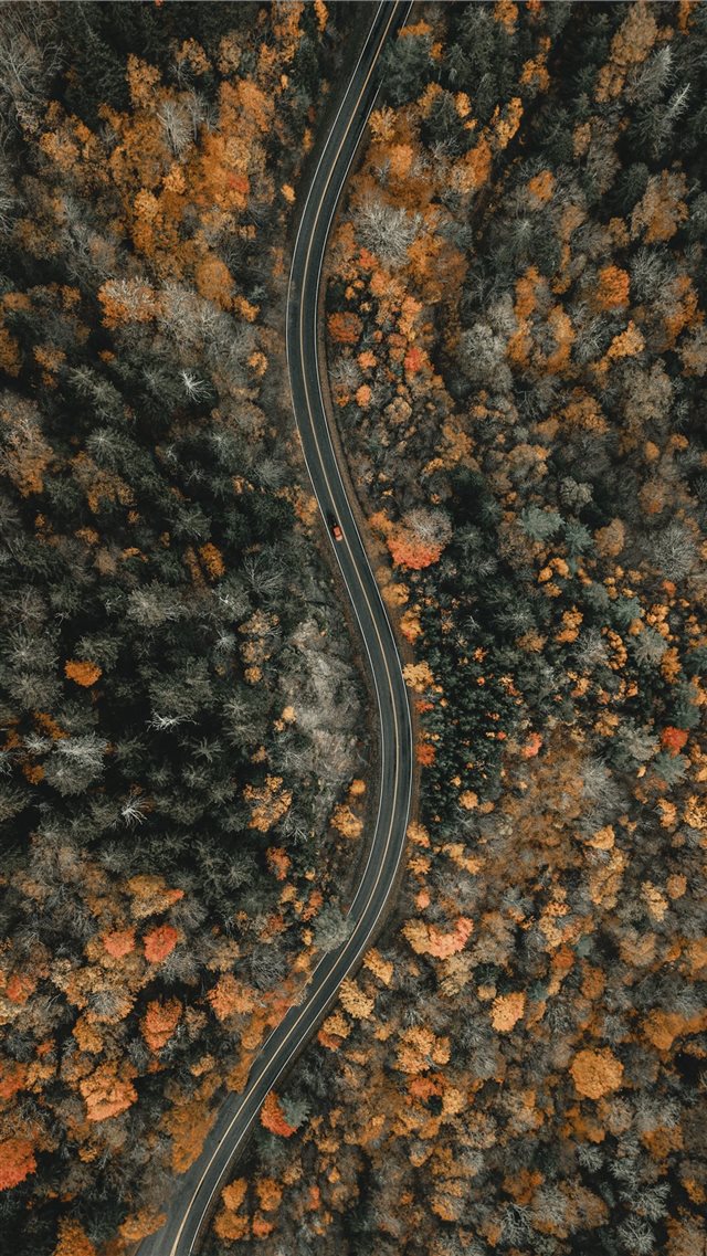 aerial view of trees during daytime iPhone 8 wallpaper 