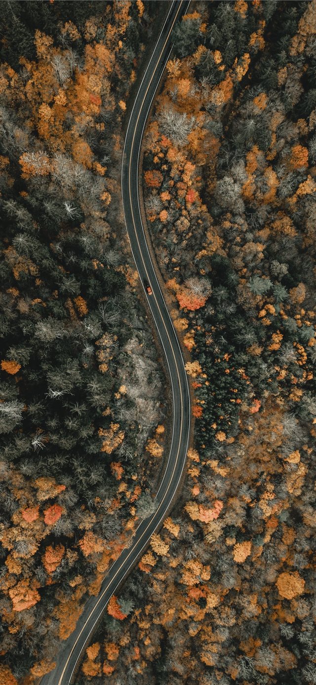aerial view of trees during daytime iPhone X wallpaper 