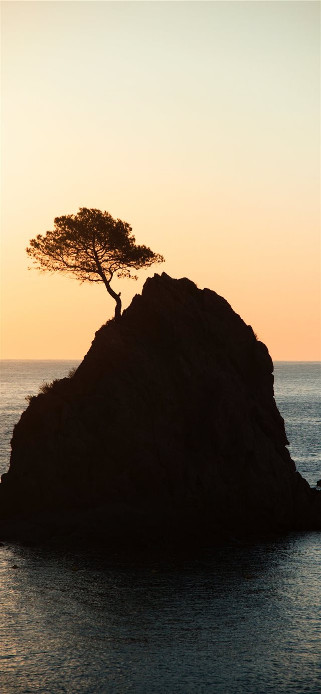 brown rock formation with tree under white sky dur... iPhone X wallpaper 