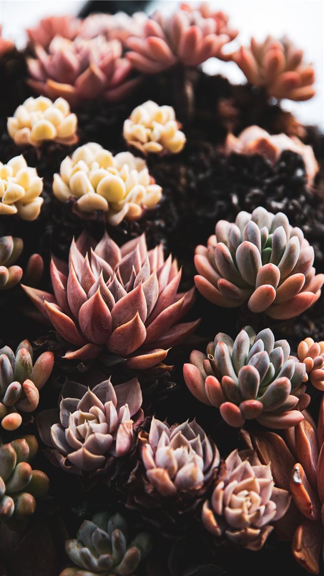 close view of succulents iPhone 8 wallpaper 