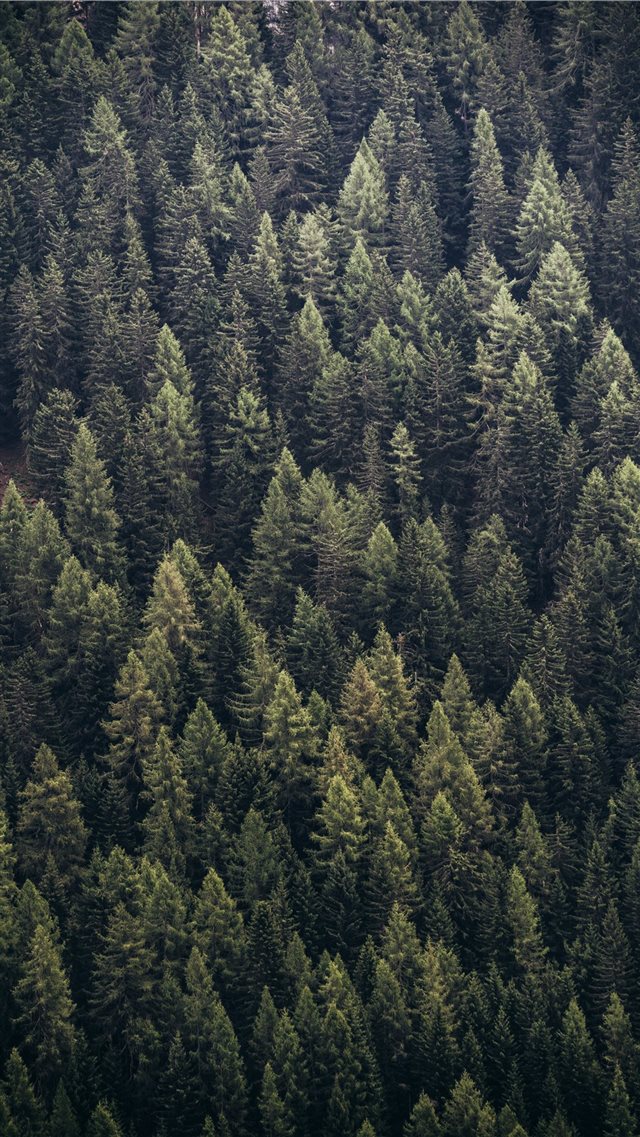 forest during day iPhone 8 wallpaper 