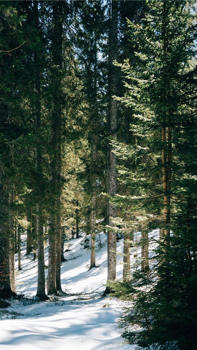 forest during daytime iPhone 8 wallpaper 