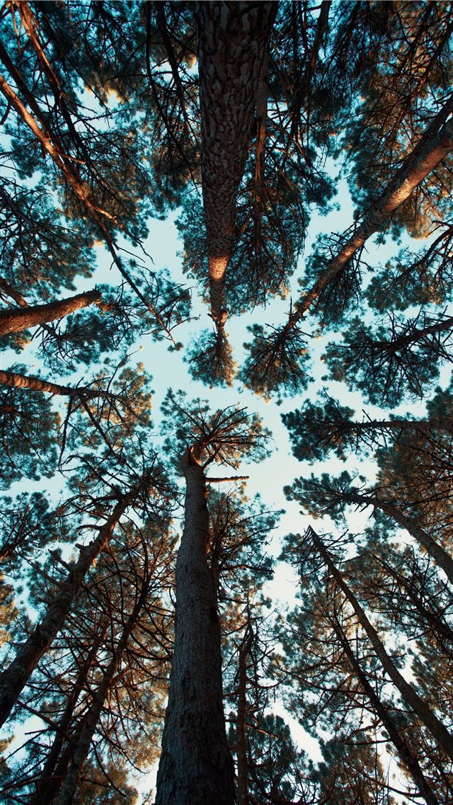 low angle photo ot green trees iPhone 8 wallpaper 