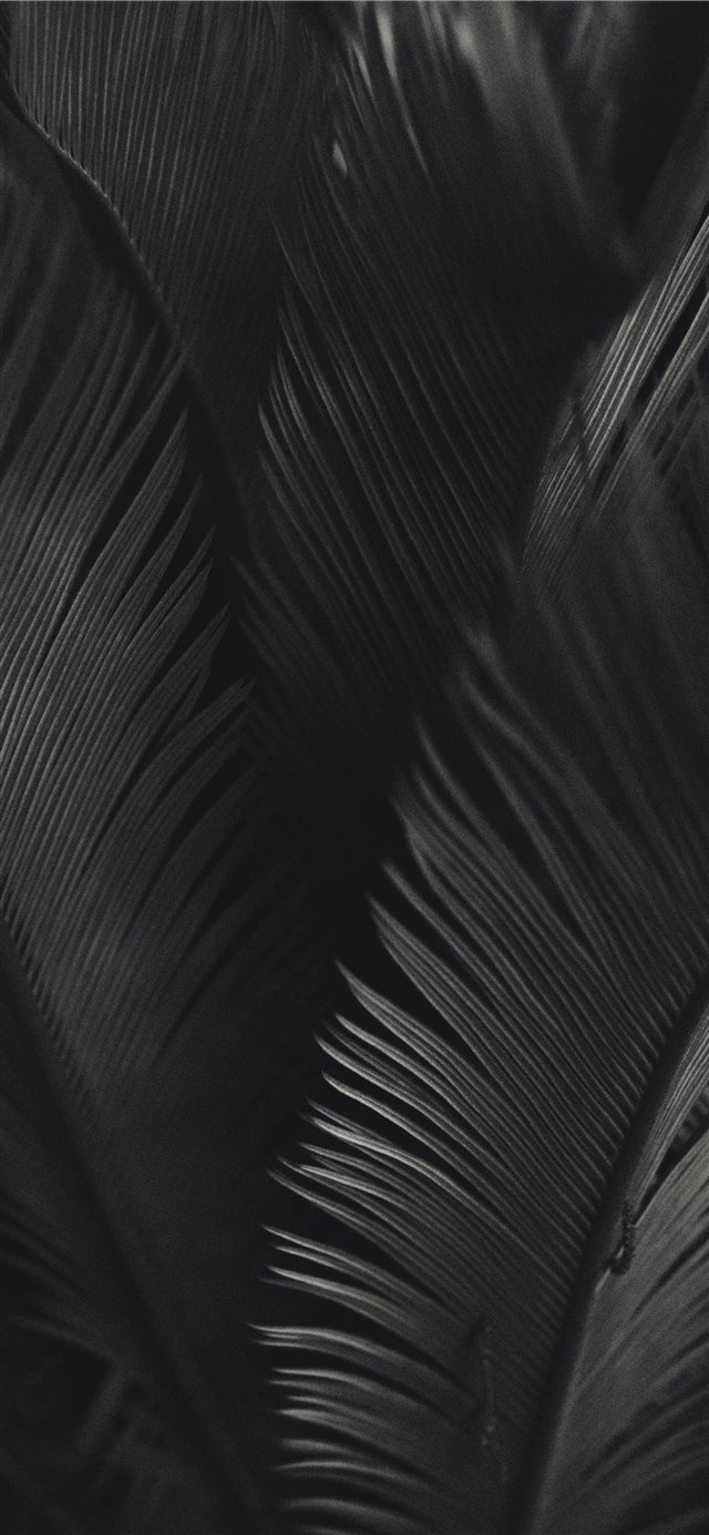 palm tree iPhone X wallpaper 