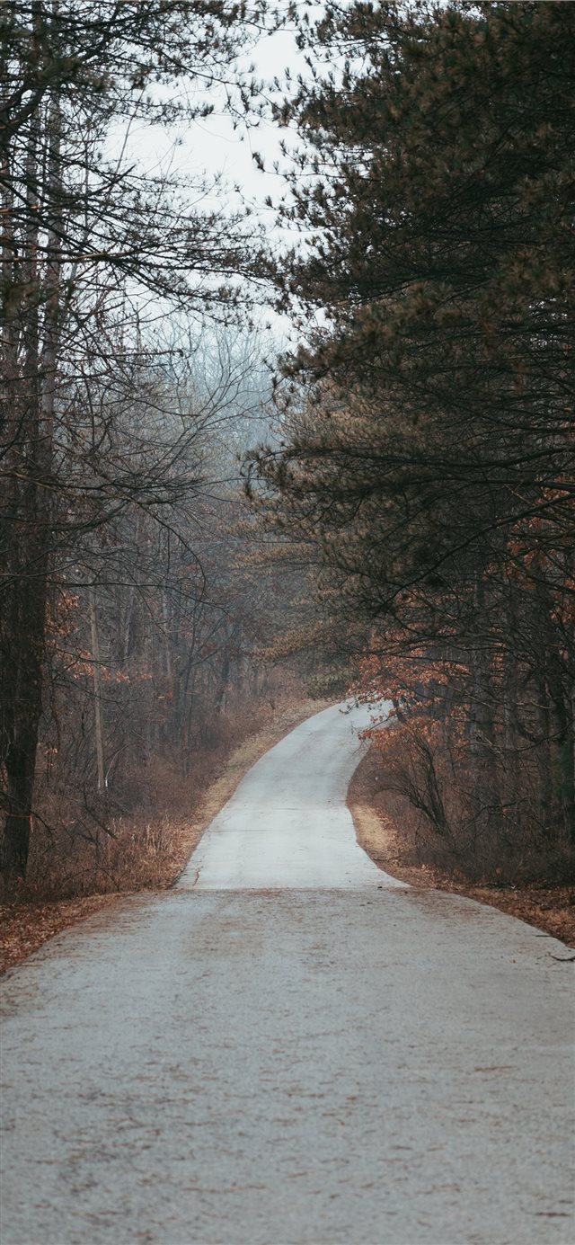 road in between tree during daytime iPhone X wallpaper 