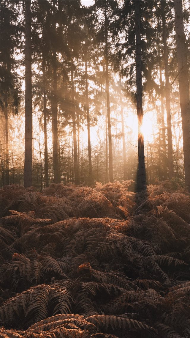 silhouette of ferns plants and pine trees iPhone 8 wallpaper 