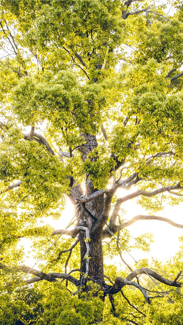 sun rays through green leafed tree iPhone 8 wallpaper 