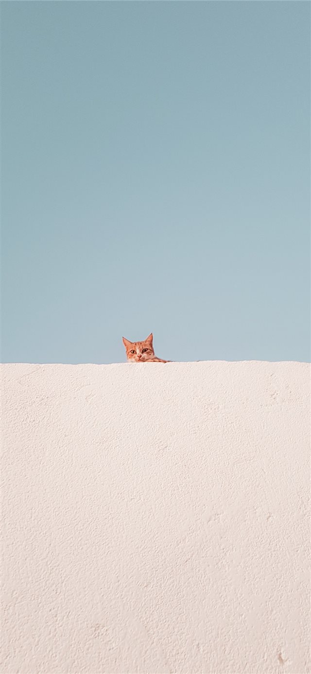 brown tabby cat on concrete roof during daytime iPhone X wallpaper 