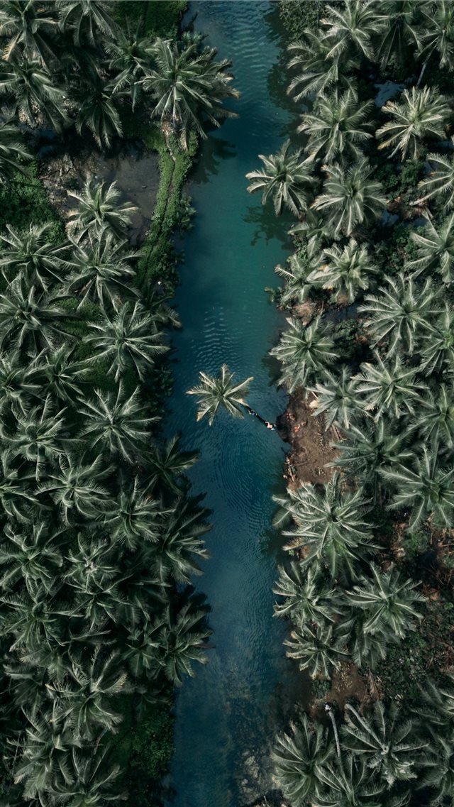 top view of palm trees iPhone 8 wallpaper 