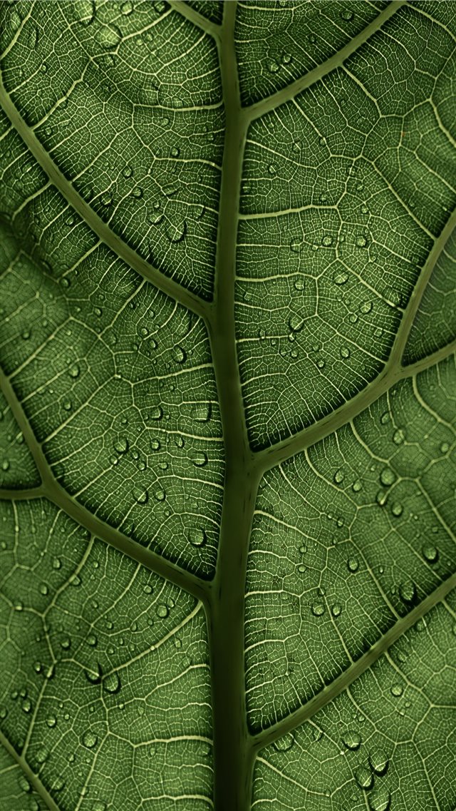 A Ficus Lyrata Leaf in the sunlight 2 2 IG clay ba... iPhone SE wallpaper 