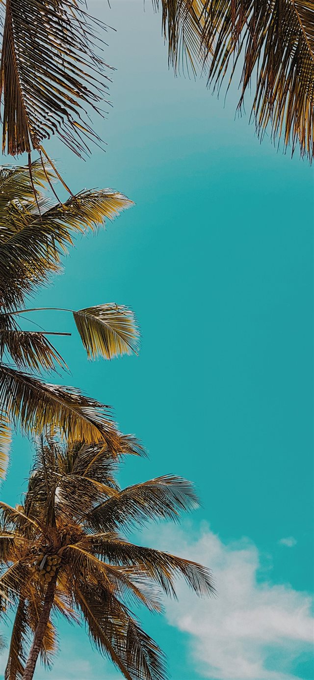 Apple ob59 summer tree palm nature iPhone X wallpaper 