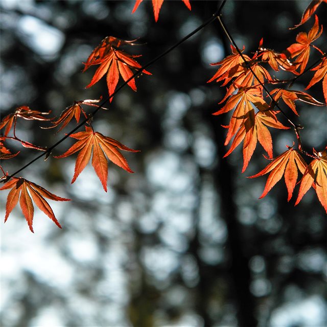 autumn leaves orange 4k iPad Pro wallpaper 