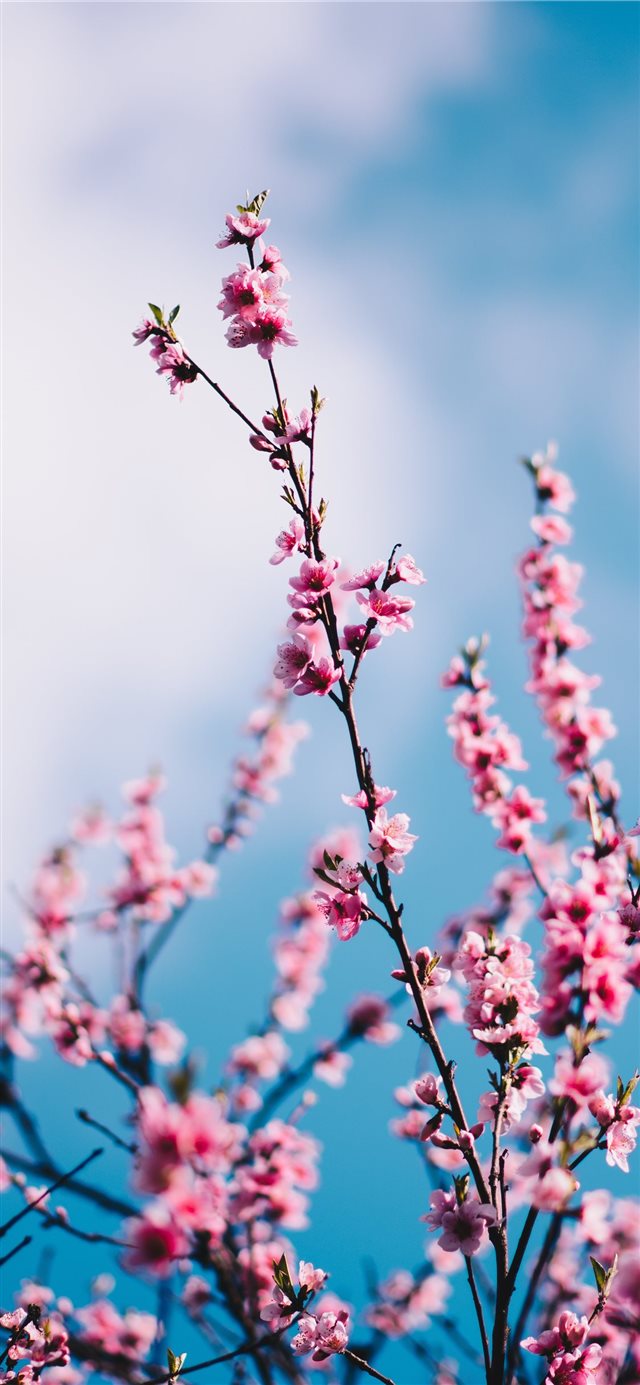 close up photograph of pink cherry blossoms iPhone X wallpaper 