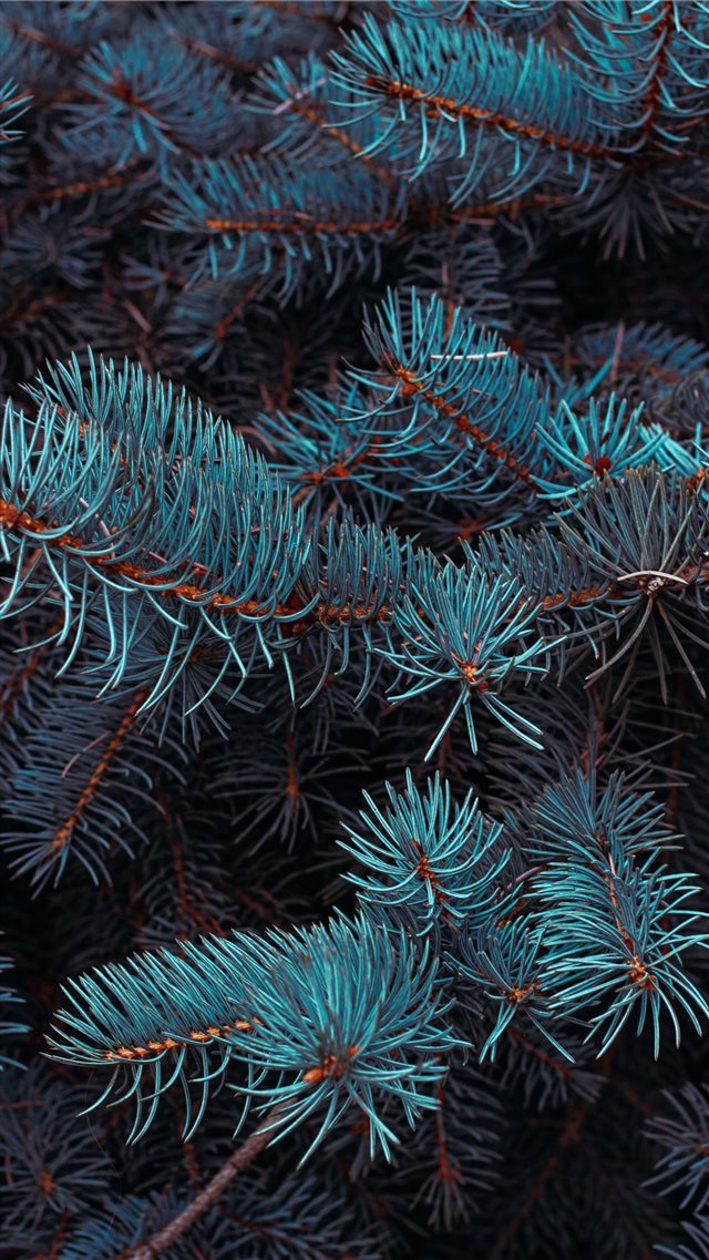 green pine tree in close up photography iPhone 8 wallpaper 