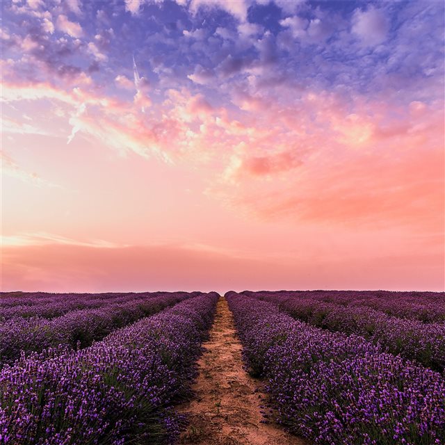 lavender field under pink sky 5k iPad Pro wallpaper 
