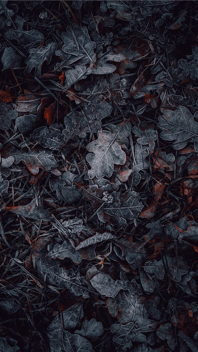 macro photography of gray and brown leaves iPhone 8 wallpaper 