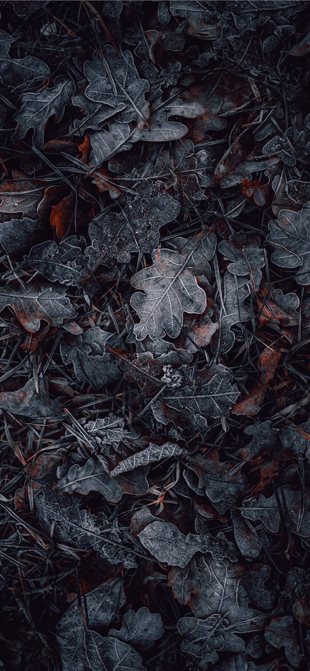 macro photography of gray and brown leaves iPhone X wallpaper 