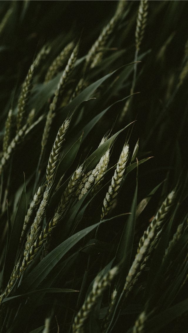 selective focus photo of green wheats iPhone SE wallpaper 