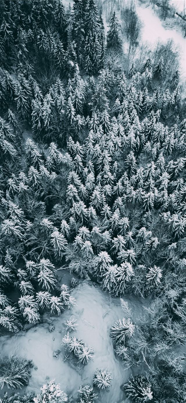 bird's eye view of trees iPhone X wallpaper 
