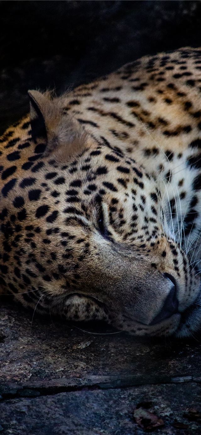 brown and black leopard lying on ground iPhone X wallpaper 