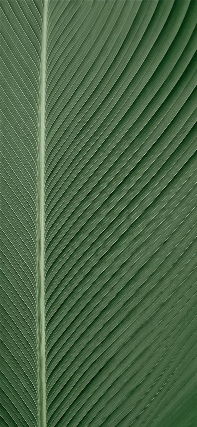 green and white striped textile iPhone X wallpaper 