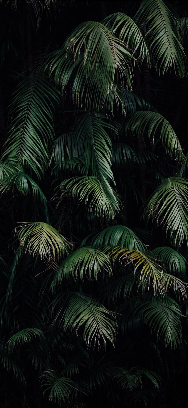 green palm tree during night time iPhone X wallpaper 