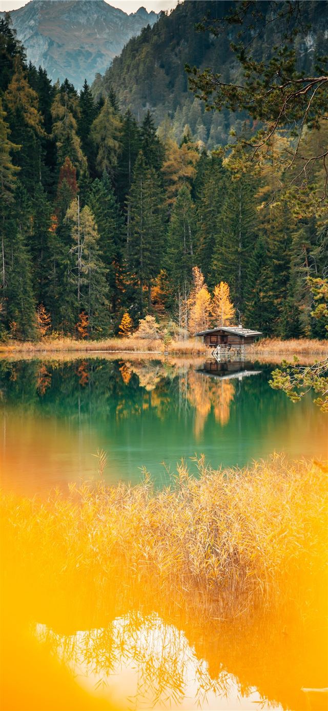 green trees beside lake during daytime iPhone X wallpaper 