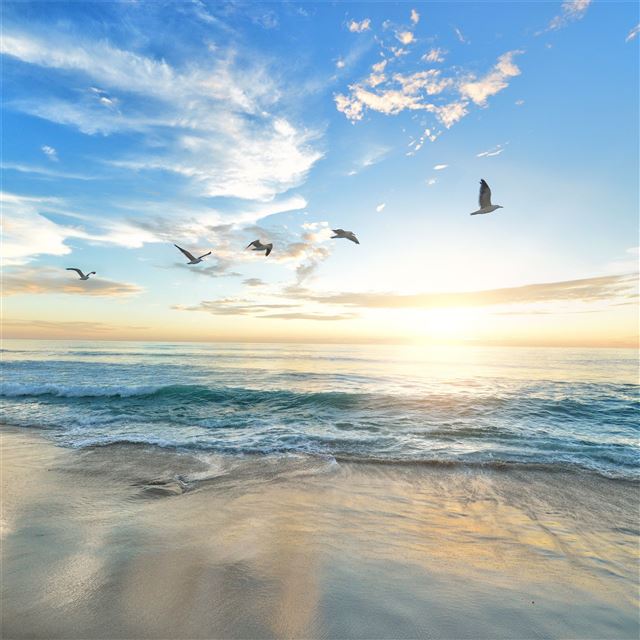 seagull flying over shore 5k iPad Air wallpaper 