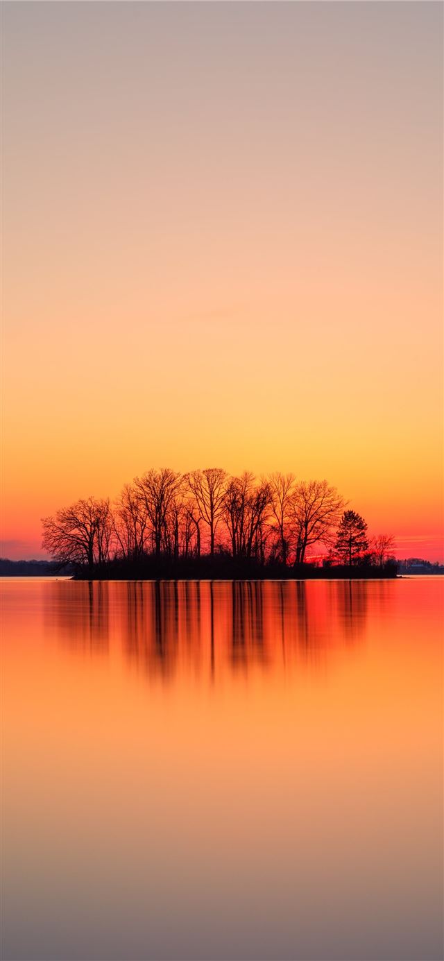 silhouette of trees near body of water during suns... iPhone X wallpaper 
