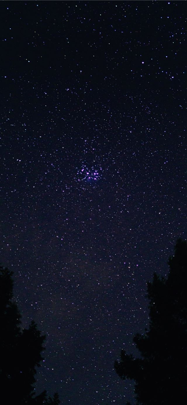 silhouette of trees under starry night iPhone X wallpaper 