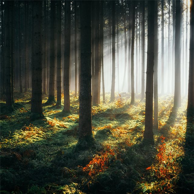 sunbeams morning forest 4k iPad Air wallpaper 