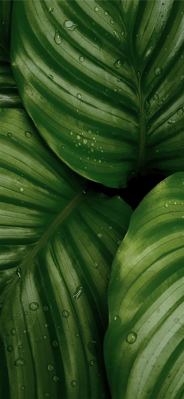water droplets on green leaves iPhone X wallpaper 