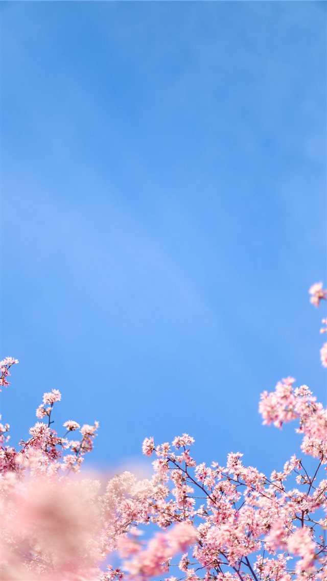 white cherry blossom under blue sky during daytime iPhone 8 wallpaper 